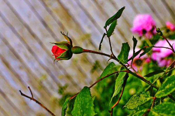 Hermosas flores de rosas de la casa de té en una cama de jardín — Foto de Stock