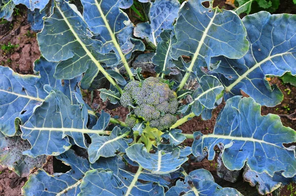 Broccoli in a pile on a market — Stock Photo, Image