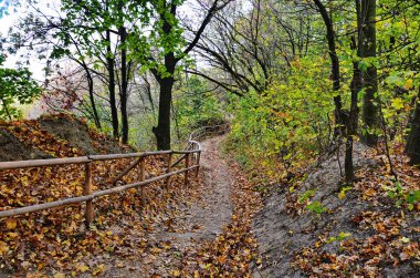 Sonbahar ormanlarında ekolojik patika.
