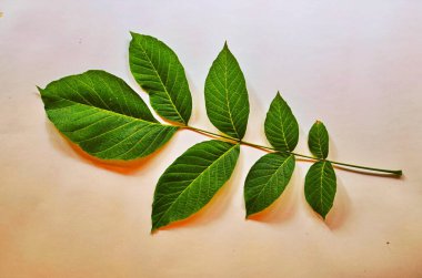 Patates yaprağı yakın plan..