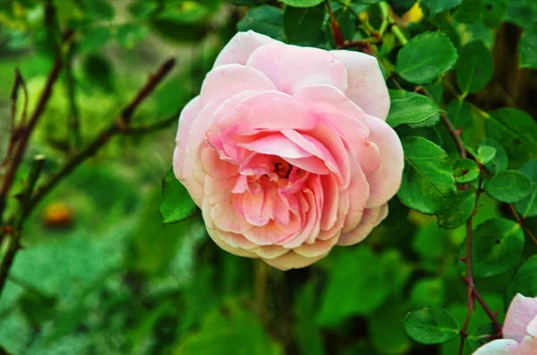 Hermosas flores de rosas de la casa de té en una cama de jardín — Foto de Stock