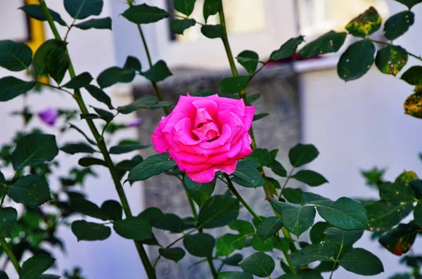 Belas flores de rosas de casa de chá em uma cama de jardim — Fotografia de Stock