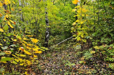 güneşli bir renkli sonbahar manzarası.