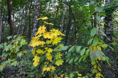 güneşli bir renkli sonbahar manzarası.