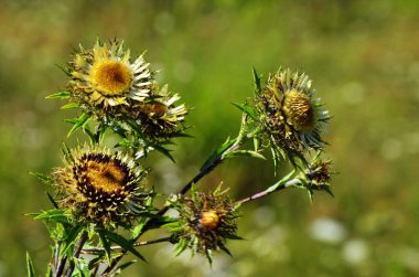 Carlina Biebersteinii doğada bitki yetiştiriyor..