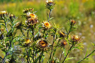 Carlina biebersteinii plant at field at nature. clipart