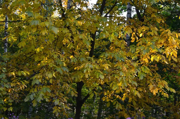 Kolorowy krajobraz jesień w słoneczny dzień. — Zdjęcie stockowe