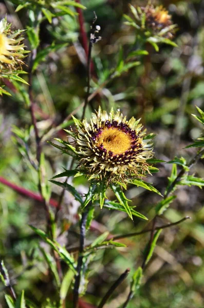 Carlina biebersteinii plant at field at nature. — Stock Photo, Image