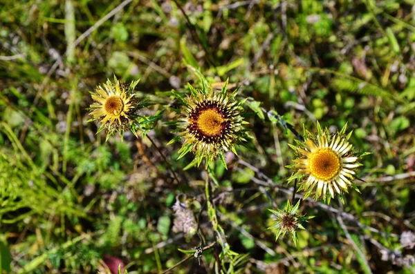 Carlina biebersteinii plant at field at nature. — Stock Photo, Image