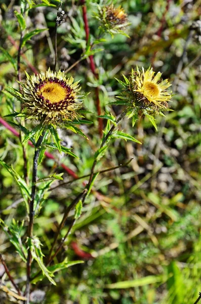 Carlina biebersteinii plant at field at nature. — Stock Photo, Image