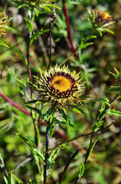 Carlina biebersteinii plant at field at nature. — Stock Photo, Image