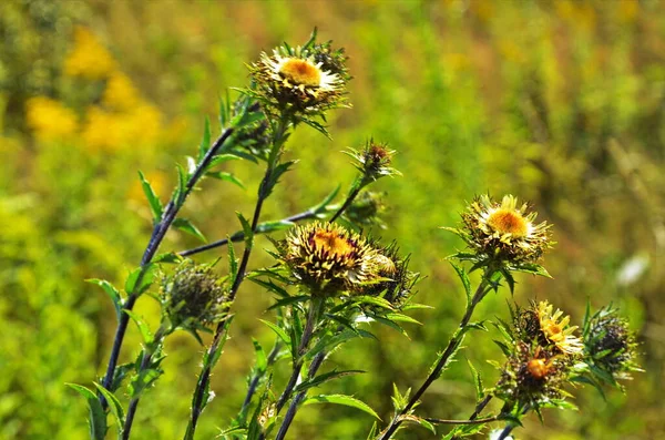 Carlina biebersteinii planta en el campo en la naturaleza . — Foto de Stock