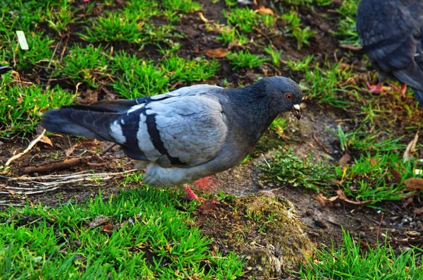 집비둘기, 경주 용 비둘기, 집비둘기 — 스톡 사진