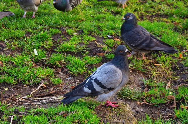 Pombo-correio, pombo de corrida ou pombo doméstico — Fotografia de Stock