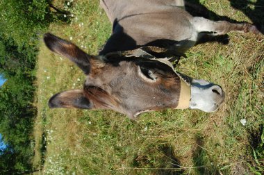 Yeşil çayırlarda dinlenen eşekler.