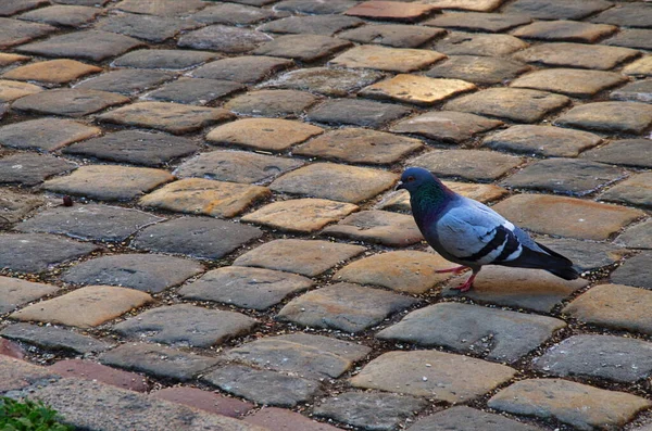 Poštovní holub, závodní holub nebo domácí holub — Stock fotografie