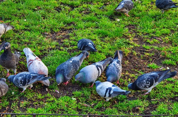 Pombo-correio, pombo de corrida ou pombo doméstico — Fotografia de Stock