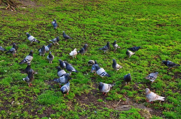 Pombo-correio, pombo de corrida ou pombo doméstico — Fotografia de Stock