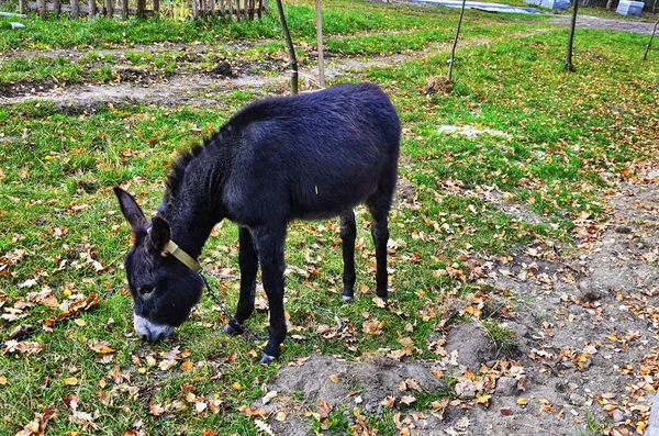 Condujo de burros descansando en el prado verde —  Fotos de Stock