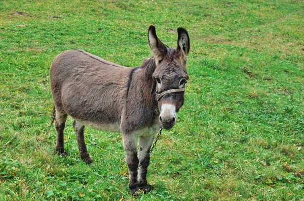 Condujo de burros descansando en el prado verde —  Fotos de Stock