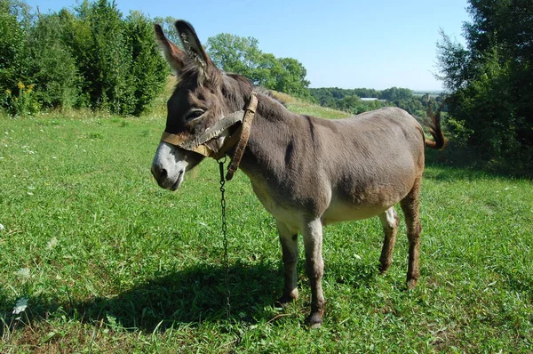 Drove of donkeys restingin the green meadow