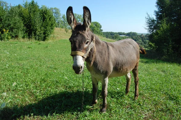 Condujo de burros descansando en el prado verde —  Fotos de Stock