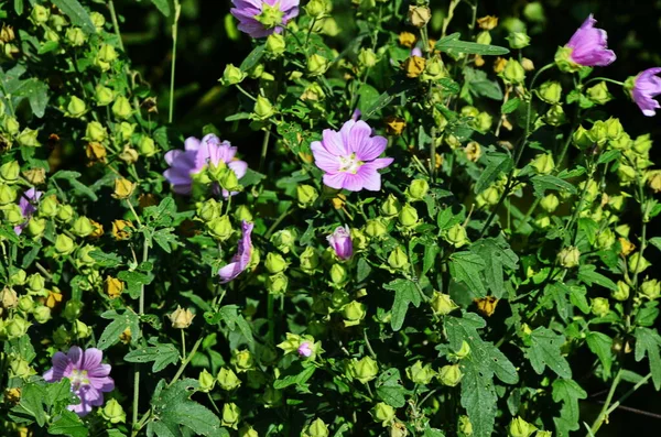 Wild mallow in the summer garden — Stock Photo, Image