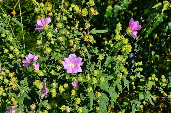 Wilde Malve im Sommergarten — Stockfoto