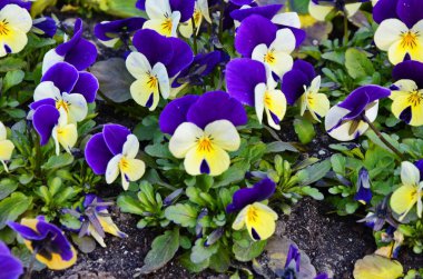 Farklı çiçeklerin güzel menekşeleri