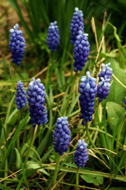 Mavi bahar çiçek üzüm sümbül Bahçe