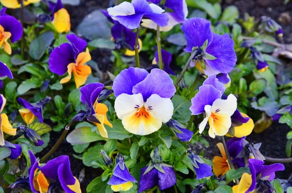 Beautiful violets of different flowers — Stock Photo, Image