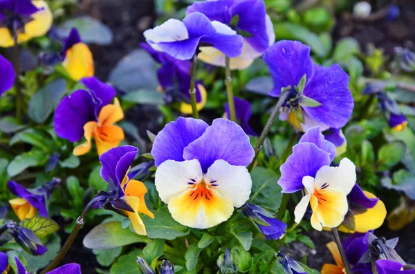 Lindas violetas de flores diferentes — Fotografia de Stock