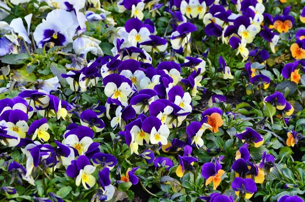 Vackra violer av olika blommor — Stockfoto