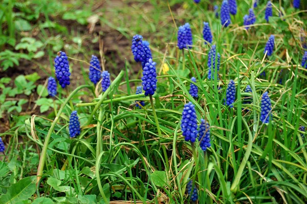 Modrá jarní květiny Modřenec v zahradě — Stock fotografie