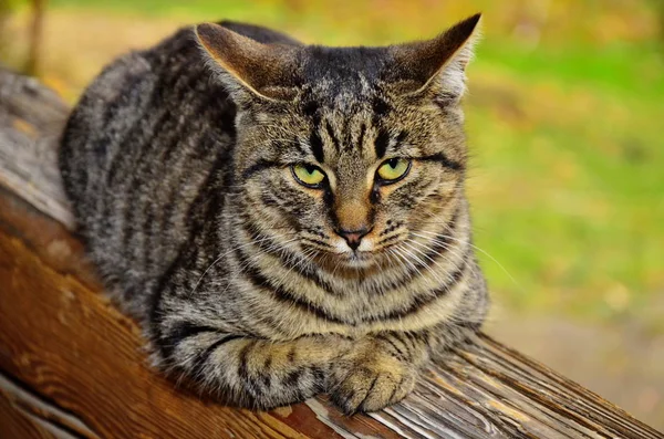 野良猫の肖像 — ストック写真