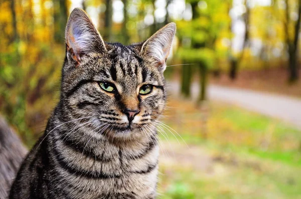 野良猫の肖像 — ストック写真