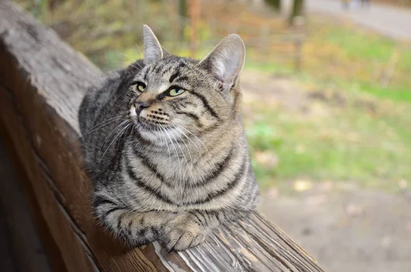 野良猫の肖像 — ストック写真