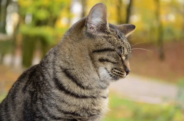 Retrato de um gato perdido — Fotografia de Stock