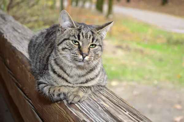 Portrait d'un chat errant — Photo