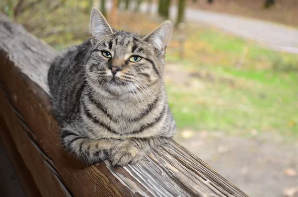 野良猫の肖像 — ストック写真