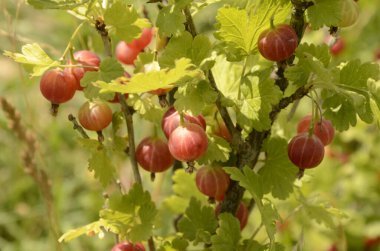 bektaşi üzümü bahçede Şubesi
