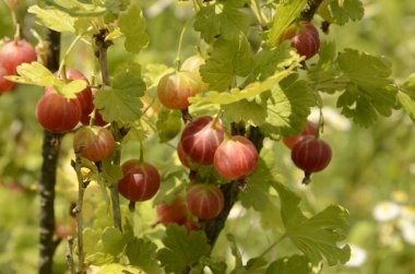 bektaşi üzümü bahçede Şubesi