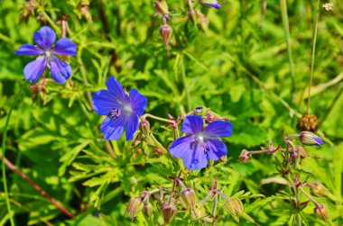 Ahşap cranesbill, ormanlık Sardunya, Sardunya sylvaticum. Orman Sardunya.