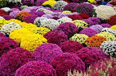 Bir çok farklı renkte kasımpatı buketleri, saksılarda küçük çiçekler yetişir.