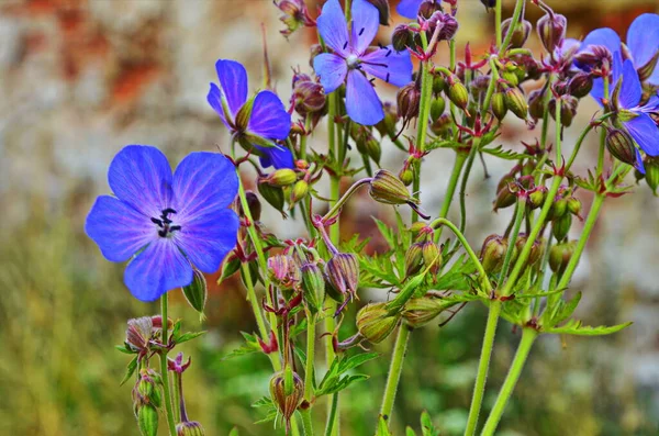 Drewno Cranesbill, leśny geranium, geranium sylvaticum. Geranium leśny. — Zdjęcie stockowe