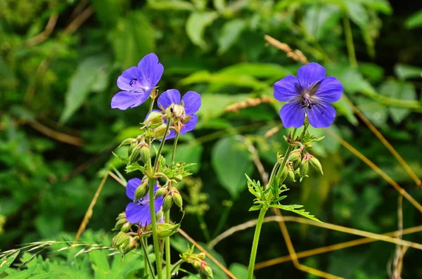 Erdei geránium-Cranesbill, Geranium sylvaticum. Muskátli. — Stock Fotó