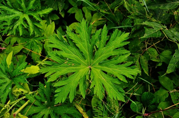 Ahşap cranesbill, ormanlık Sardunya, Sardunya sylvaticum. Orman Sardunya. — Stok fotoğraf