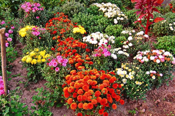 Muchos ramos diferentes de crisantemos multicolores, pequeñas flores crecen en macetas — Foto de Stock