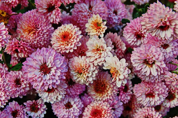 Many different bouquets of multicolored chrysanthemums, small flowers grow in a pots — Stock Photo, Image