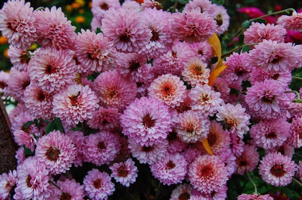 Viele verschiedene Sträuße von bunten Chrysanthemen, kleine Blumen wachsen in einem Topf — Stockfoto
